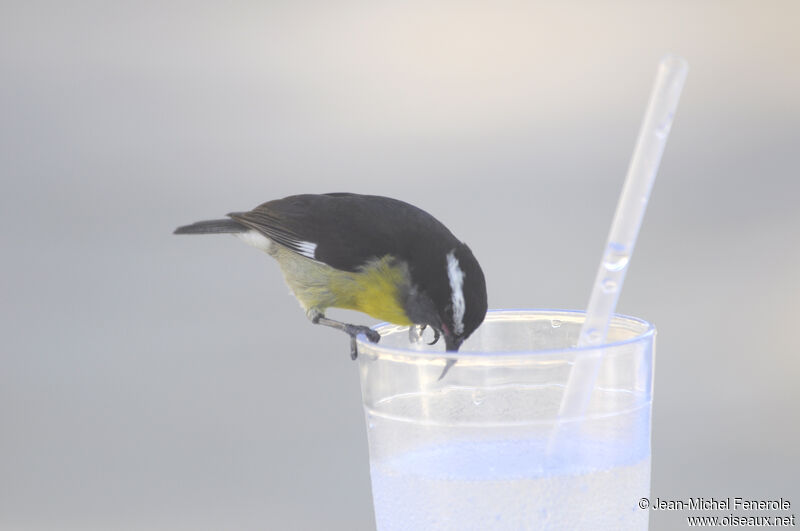 Bananaquit