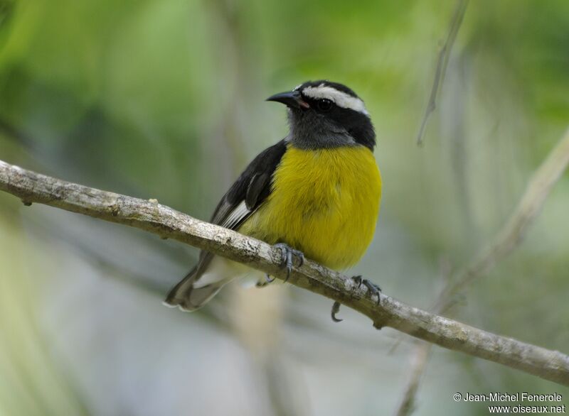 Sucrier à ventre jaune