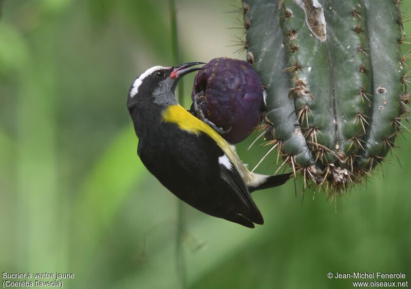 Bananaquit