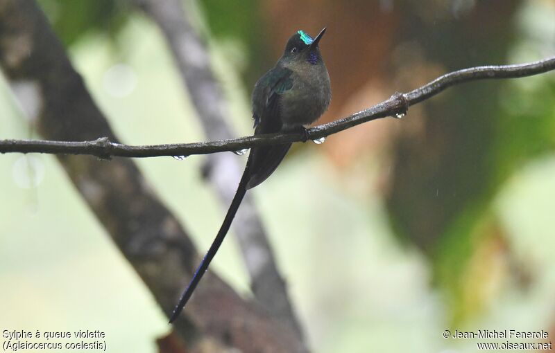 Violet-tailed Sylph