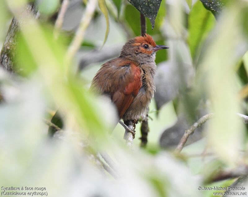 Red-faced Spinetail