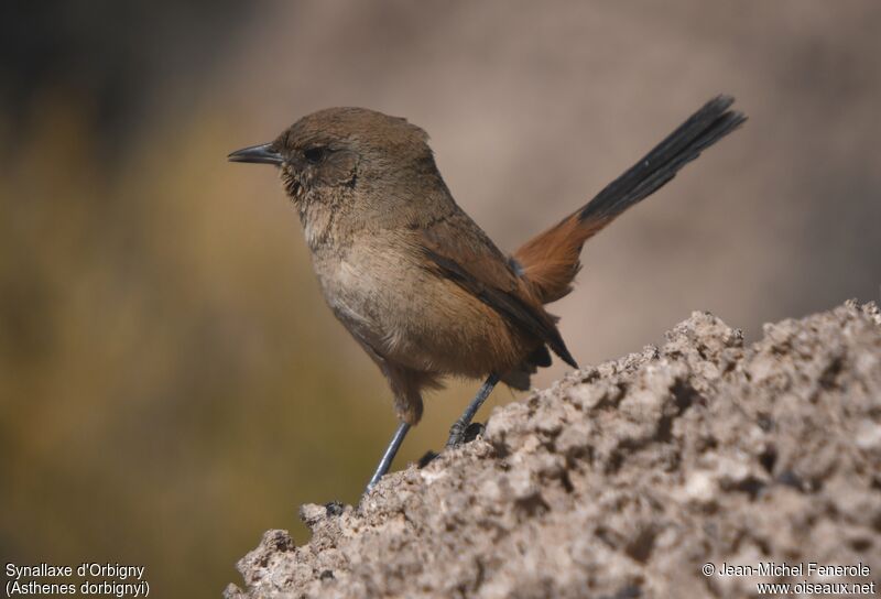 Rusty-vented Canastero