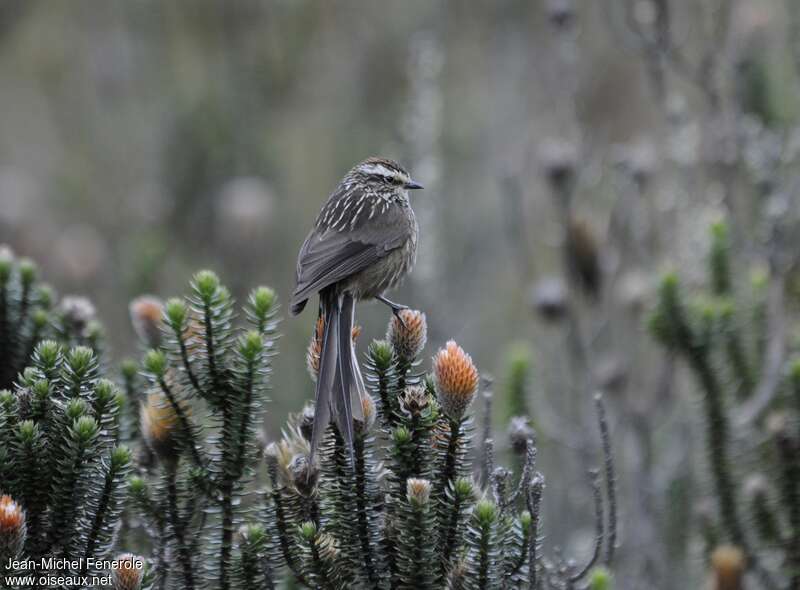 Andean Tit-Spinetailadult, identification