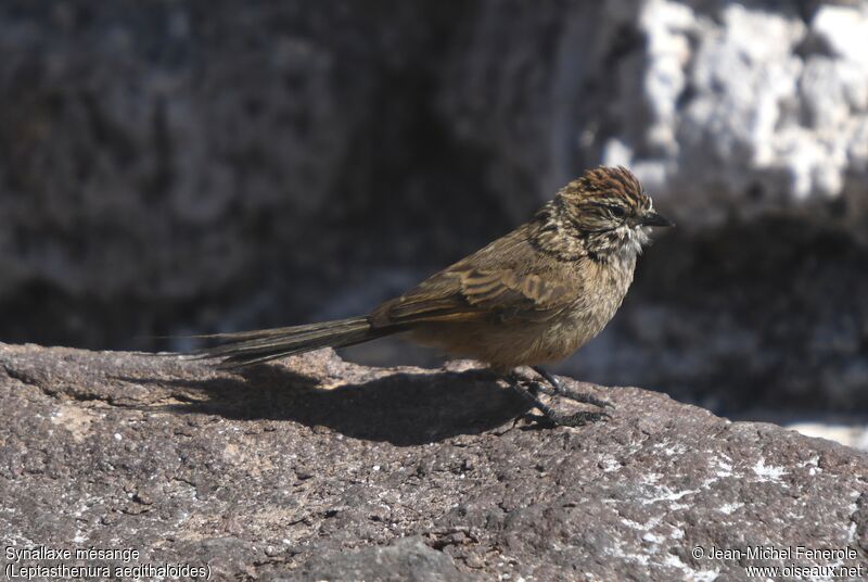 Plain-mantled Tit-Spinetail