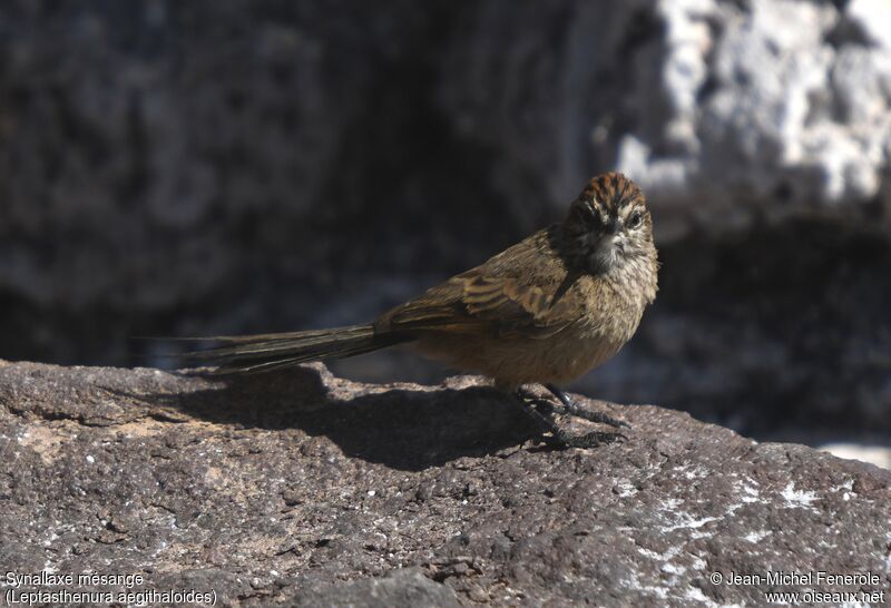 Plain-mantled Tit-Spinetail