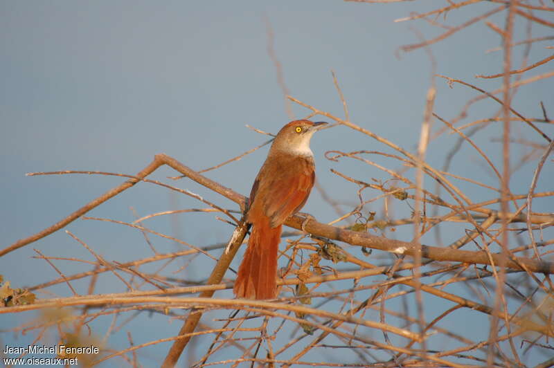 Greater Thornbirdadult, identification