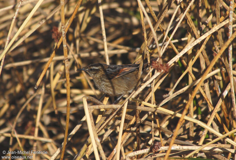 Wren-like Rushbirdadult