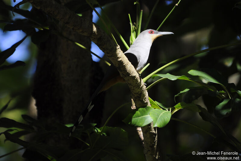 Hispaniolan Lizard Cuckoo