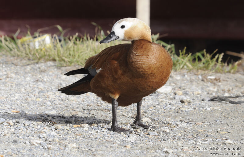 Ruddy Shelduck