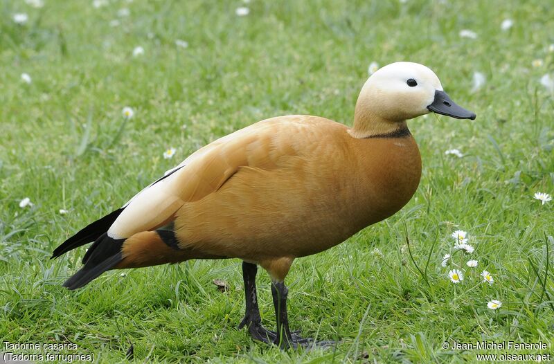 Ruddy Shelduck