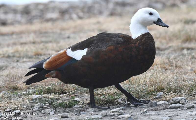 Paradise Shelduck female adult breeding, identification