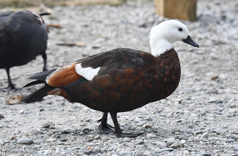 Paradise Shelduck female adult