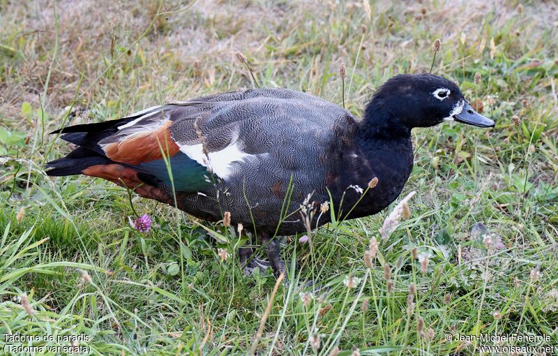 Paradise Shelduck