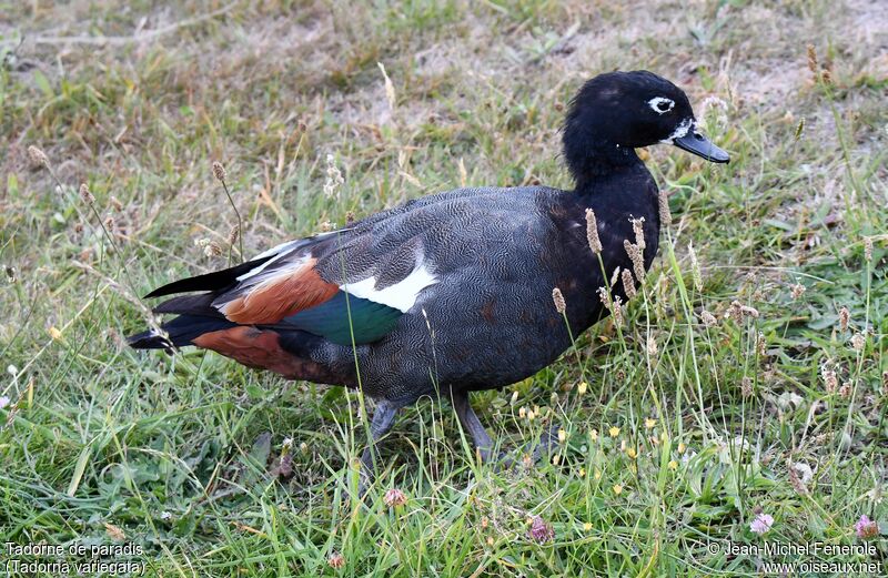 Paradise Shelduck