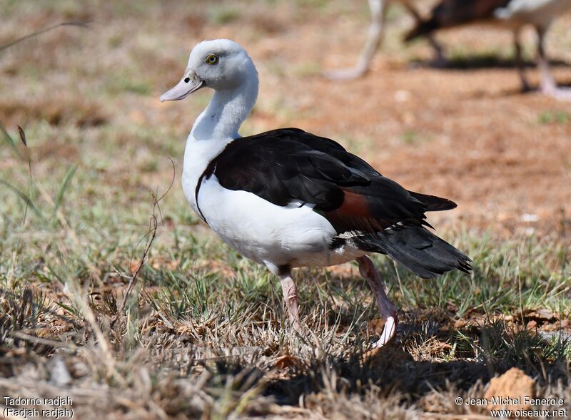 Radjah Shelduck