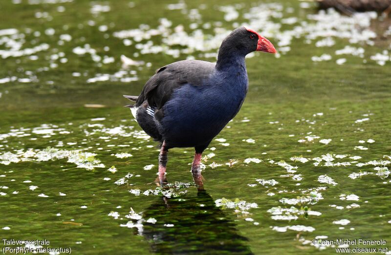 Australasian Swamphen