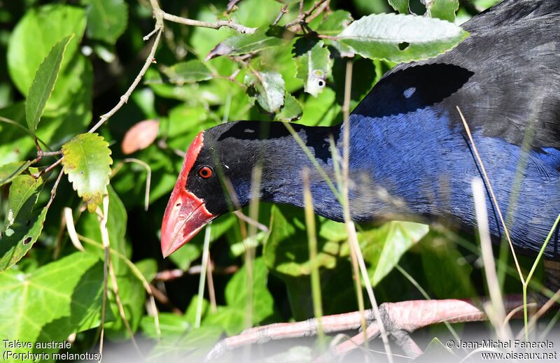 Australasian Swamphen