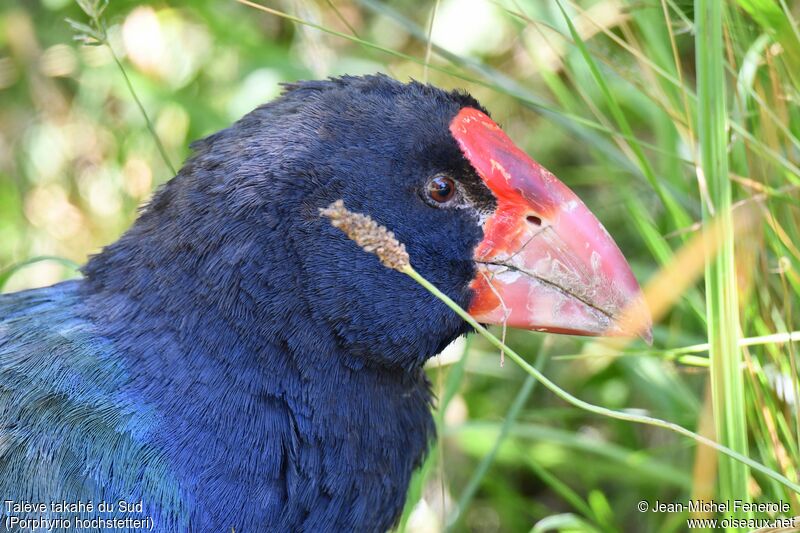 South Island Takahe