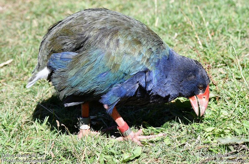 South Island Takahe