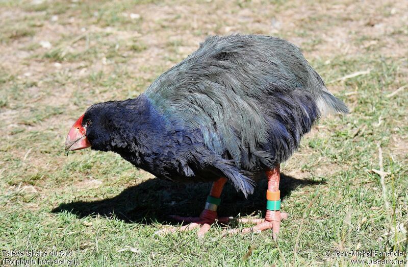 South Island Takahe