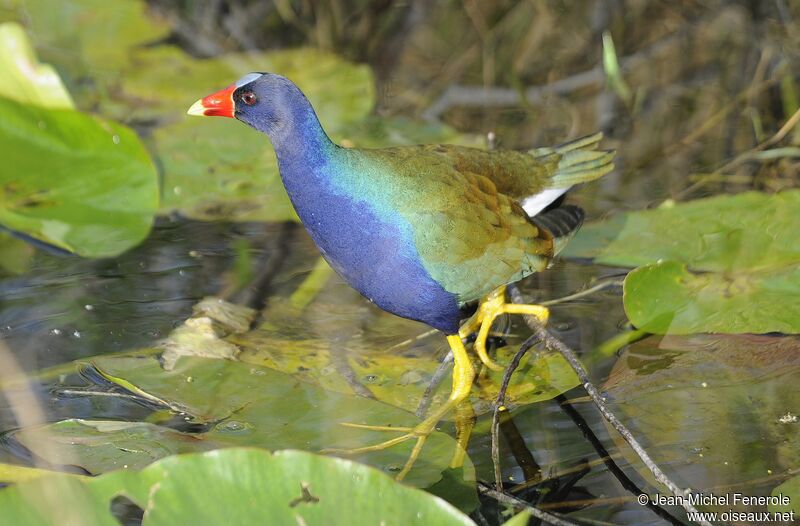 Purple Gallinule