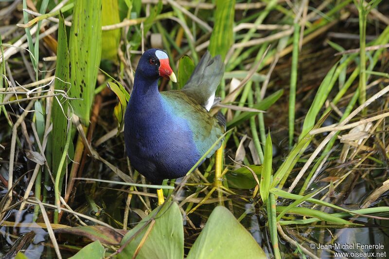 Purple Gallinule