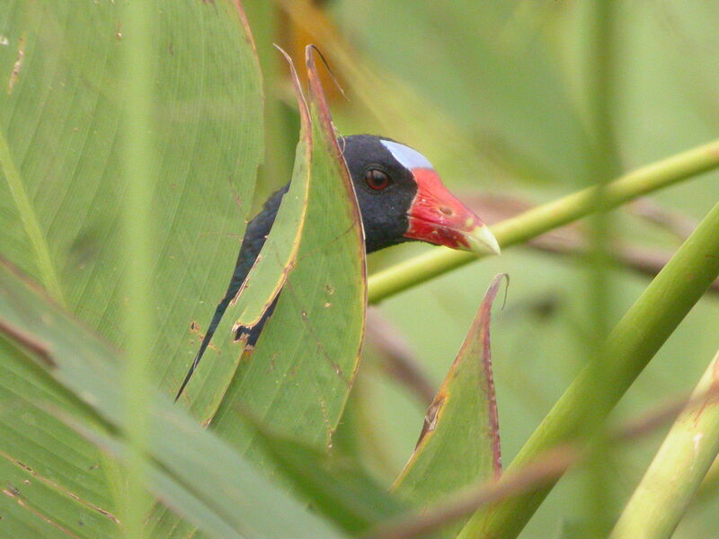 Purple Gallinule