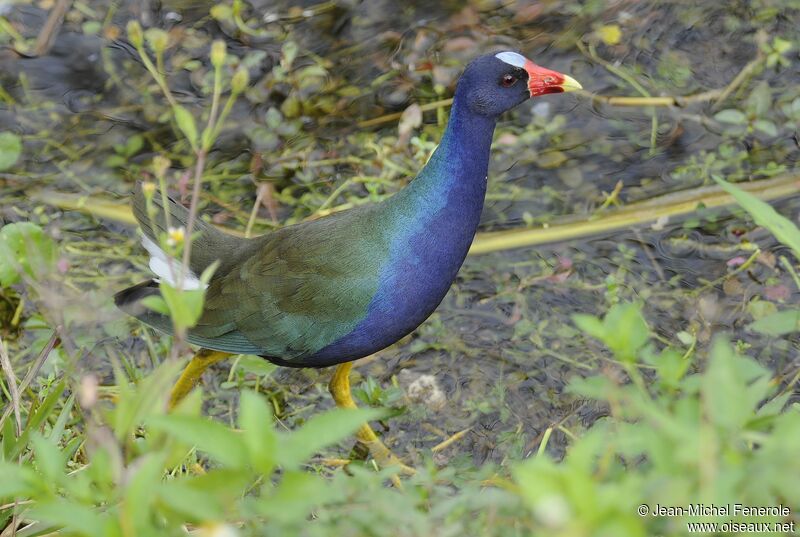 Purple Gallinule