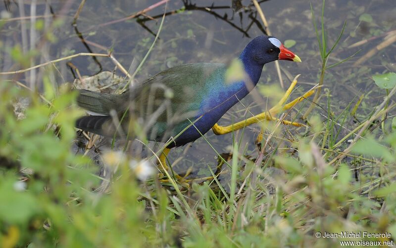 Purple Gallinule