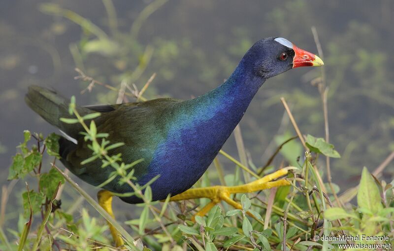 Purple Gallinule