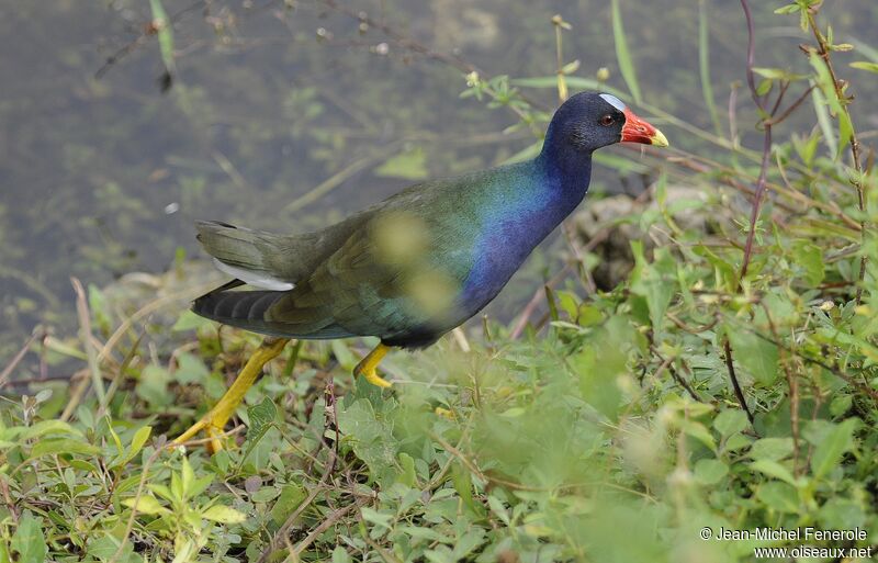 Purple Gallinule