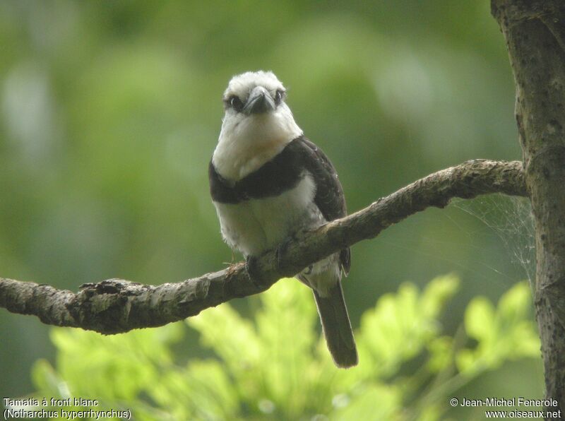 White-necked Puffbird