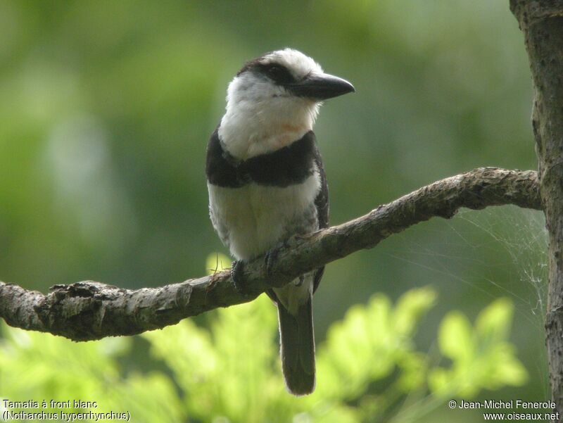 White-necked Puffbird