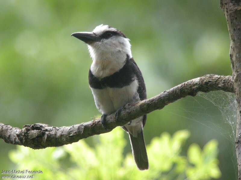 White-necked Puffbirdadult, identification