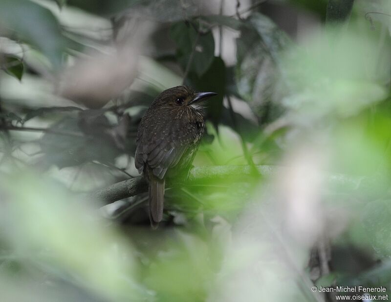 White-whiskered Puffbird