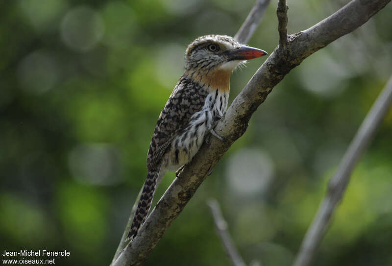 Caatinga Puffbirdadult, identification