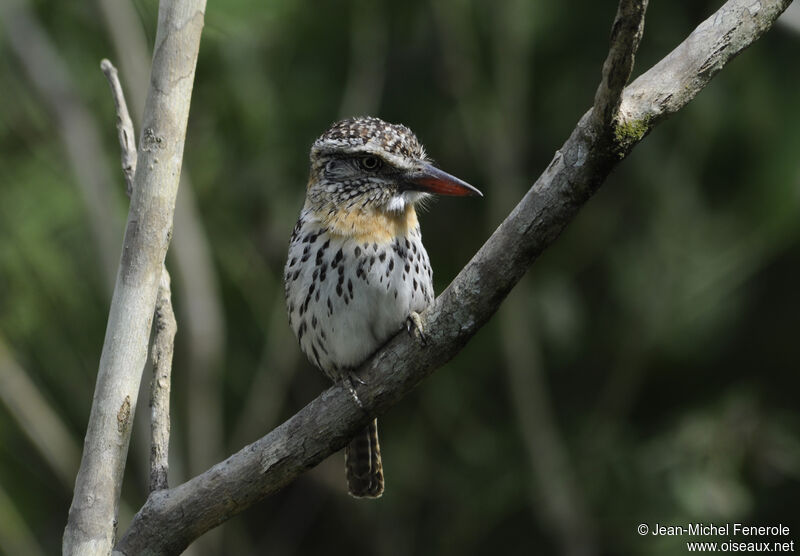 Caatinga Puffbird