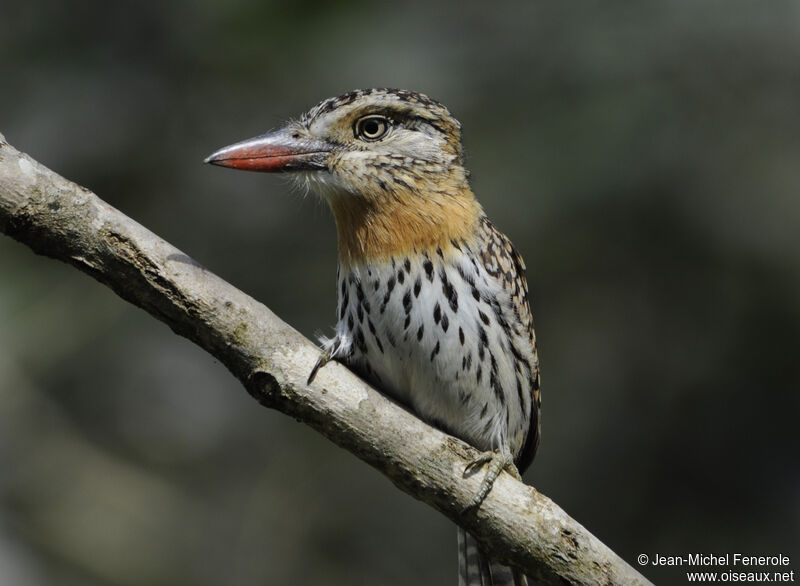 Caatinga Puffbird