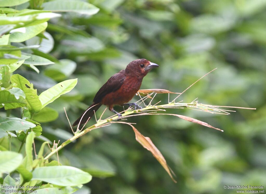 Silver-beaked Tanager