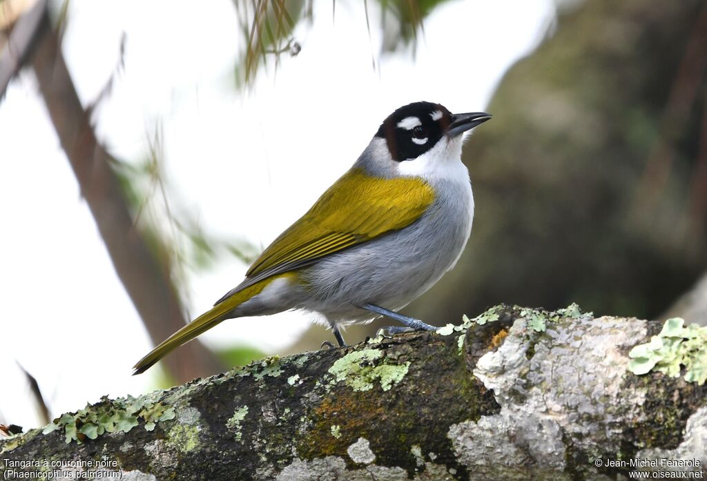 Tangara à couronne noire