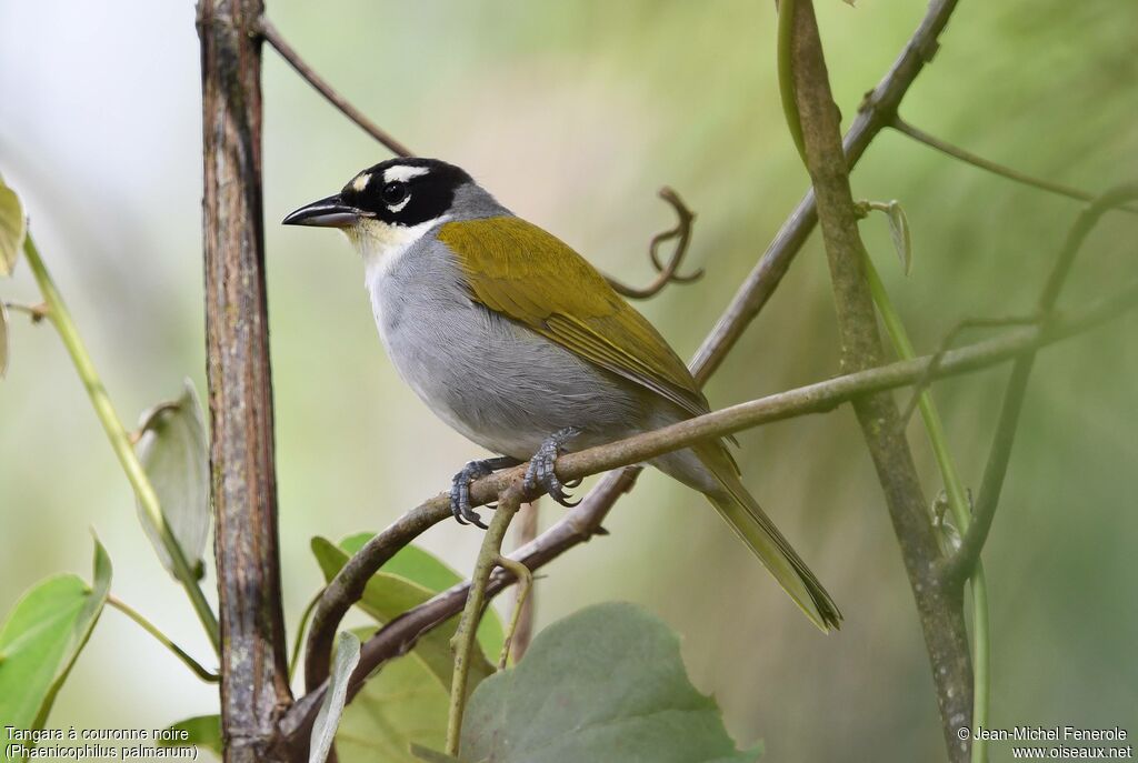 Tangara à couronne noire - Katje à couronne noire<br />