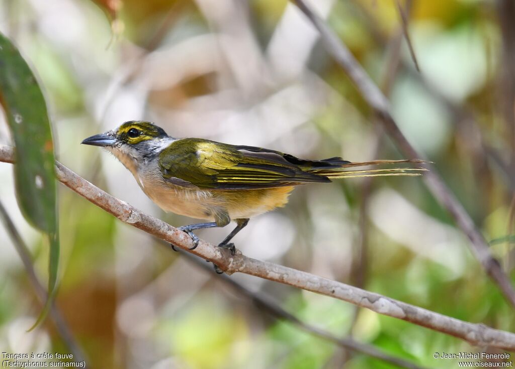 Fulvous-crested Tanager female