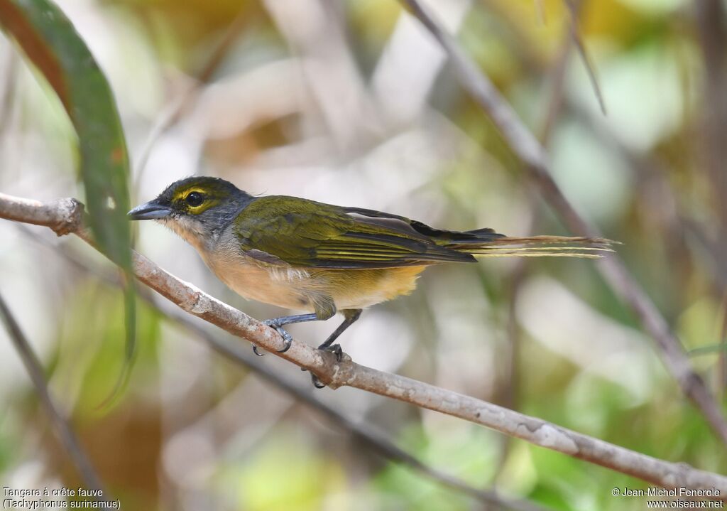 Fulvous-crested Tanager