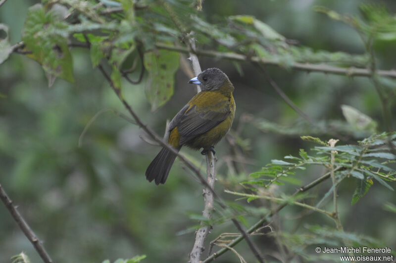 Scarlet-rumped Tanager female adult