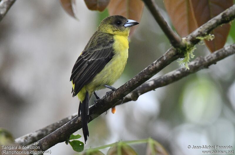 Lemon-rumped Tanager