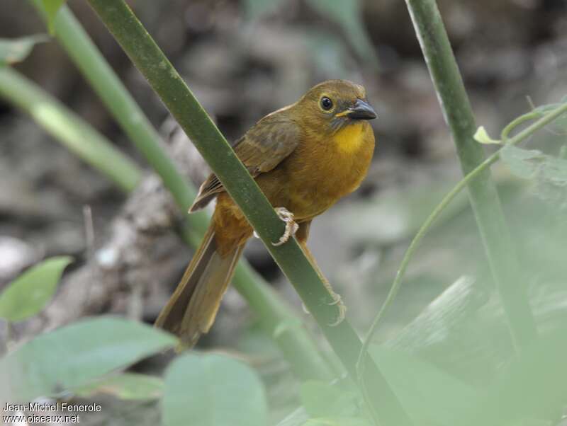 Red-throated Ant Tanager female adult, identification