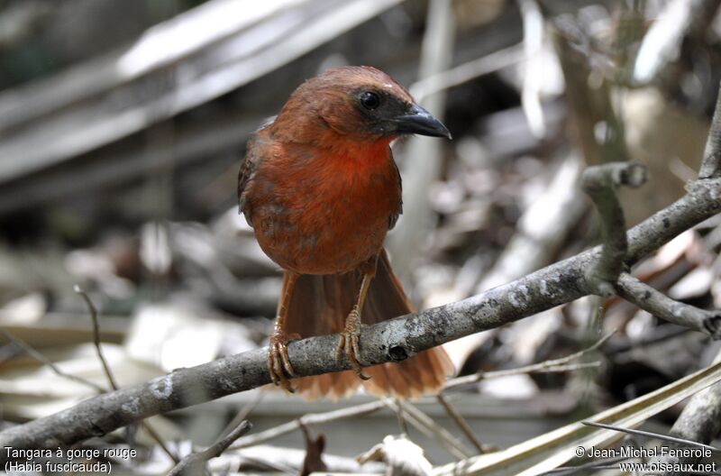 Tangara à gorge rouge