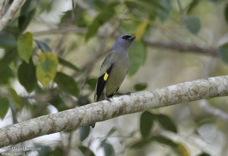 Yellow-winged Tanageradult