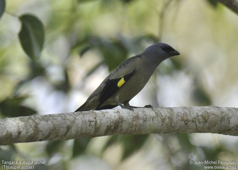 Yellow-winged Tanager