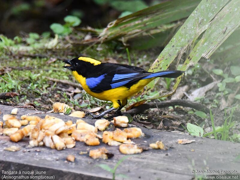 Tangara à nuque jaune